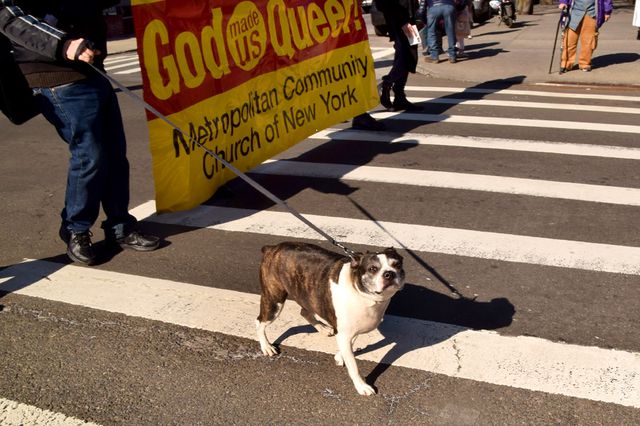 A photo of a dog at a parade